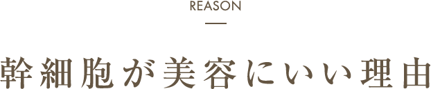 幹細胞が美容にいい理由
